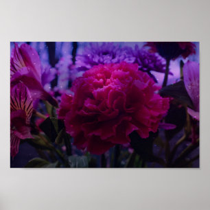 Póster Clavel brillante