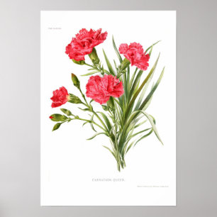 Póster Clavel 'Queen