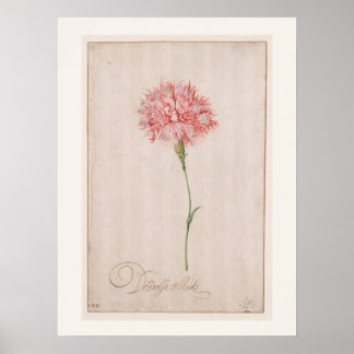 Póster Clavel Rosa de van der Ast - Dibujo Vintage