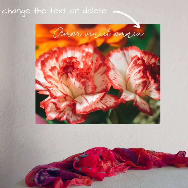 Póster Claveles a rayas y gerbera (Subido por el creador)