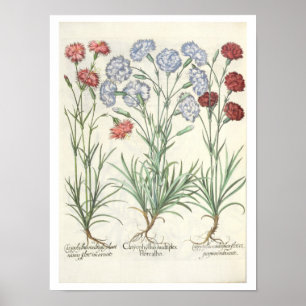 Póster Claveles: albo múltiplex del flore 1.Caryophyllus;