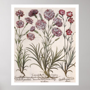 Póster Claveles: majore del flore 1.Caryophyllus; 2.