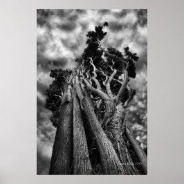 Póster Clawing The Skies - Fotografía Bella Artes