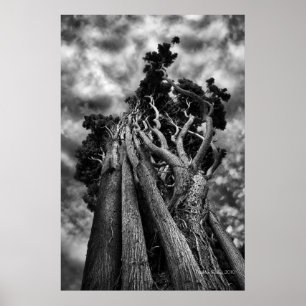 Póster Clawing The Skies - Fotografía Bella Artes