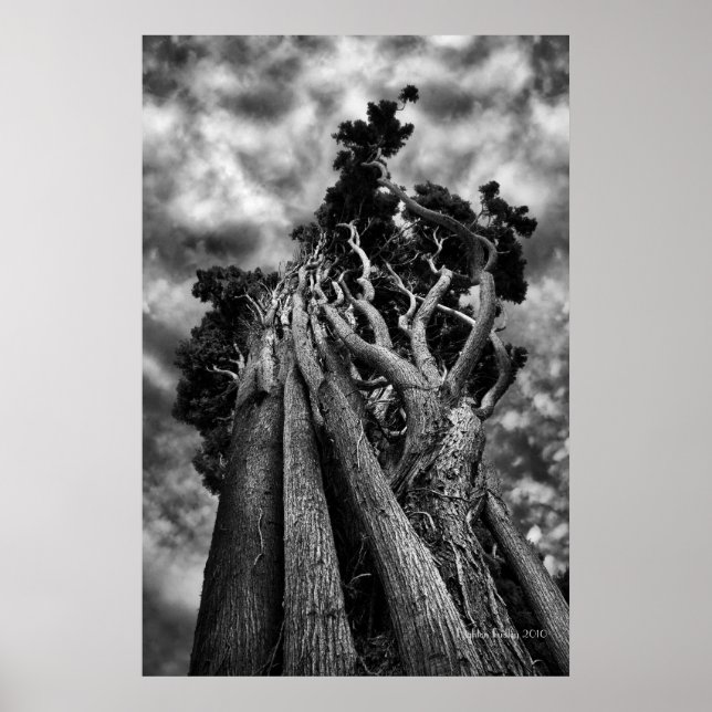 Póster Clawing The Skies - Fotografía Bella Artes (Frente)