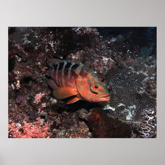 Póster Cleaner Wrasse Eyeliner (Frente)