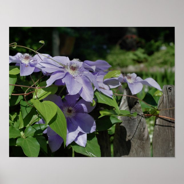 Póster Clematíes Púrpura En La Cercada Del Sol (Frente)