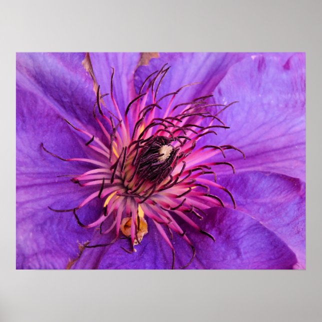 PÓSTER CLEMATIS (Frente)