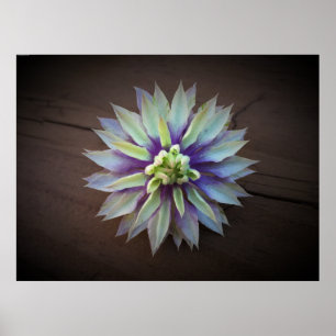 Póster Clematis,
