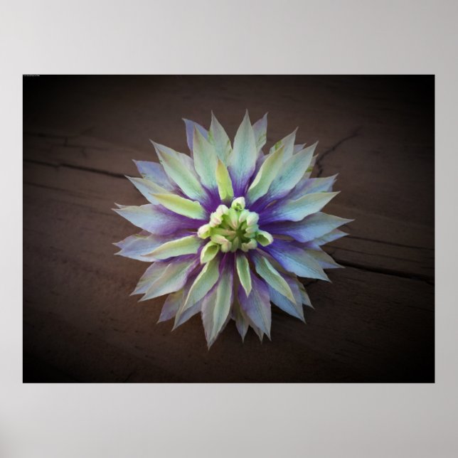 Póster Clematis, (Frente)