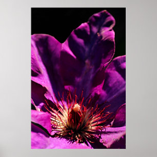 Póster Clematis
