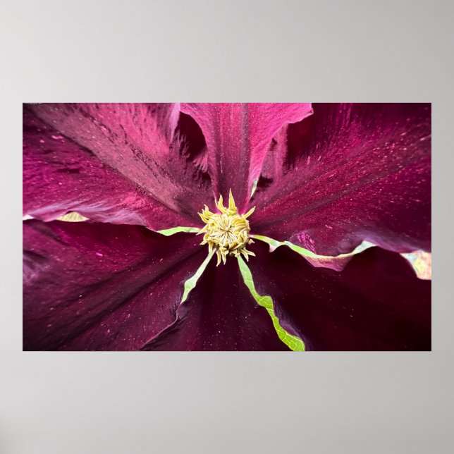 Póster Clematis (Frente)