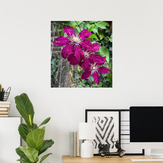 Póster Clematis, (Oficina en casa)