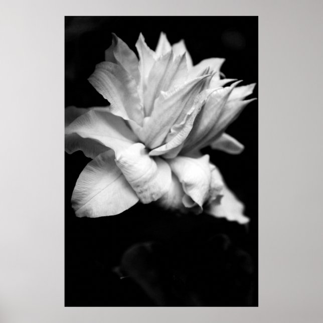 Póster Clematis 1 Black and White Floral Photography (Frente)