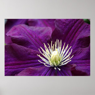 Póster Clematis Amethyst