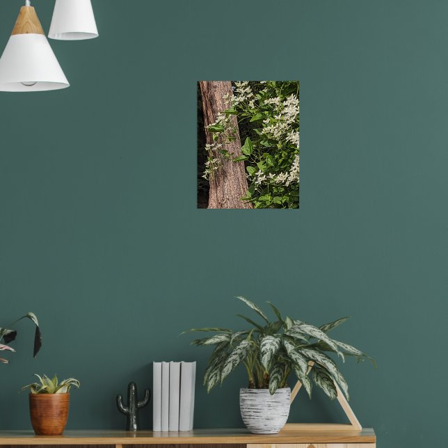 Póster Clematis Floral Dulce de Otoño Blanco (Salón 1)