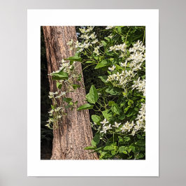 Póster Clematis Floral Dulce de Otoño Blanco