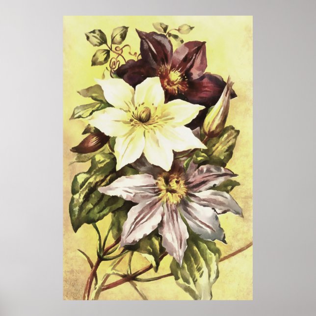 Póster Clematis Flower Growers Botanical Art (Frente)