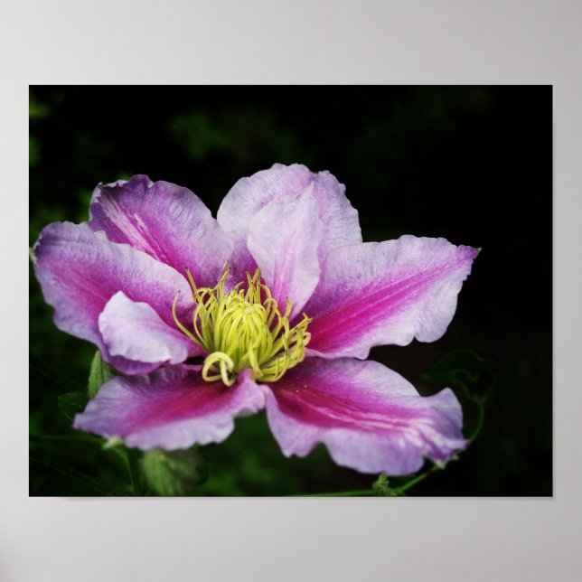 Póster Clematis Flowers (Frente)