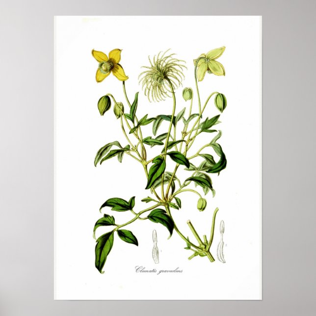 Póster Clematis graveolens (Frente)