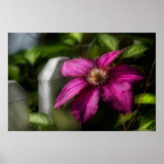 Póster Clematis - Majestad