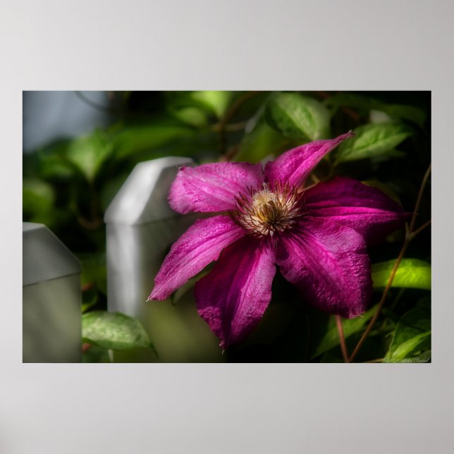 Póster Clematis - Majestad (Frente)