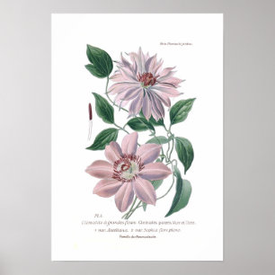 Póster Clematis patens