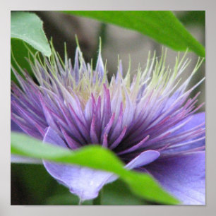 Póster Clematis Print