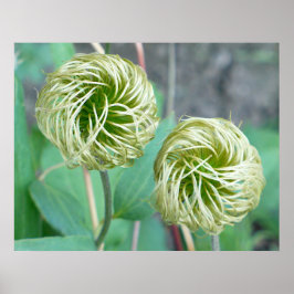Póster Clematis Seed Head