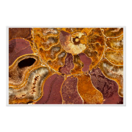 Póster Cleoniceras Ammonite Fossil Wall Art Nature Print