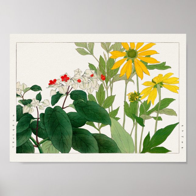 Póster Clerodendrum thomsoniae, Rudbeckia, Tanigami Konan (Frente)