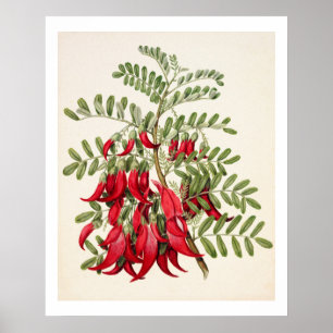 Póster Clianthus Puniceus flor roja Kowhai