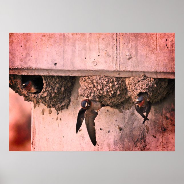 Póster Cliff Swallows (Frente)