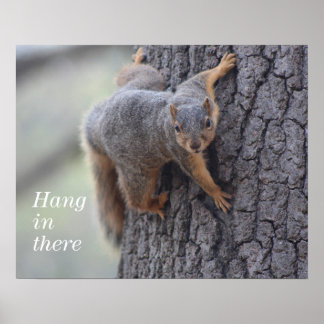 Póster Clinging Squirrel