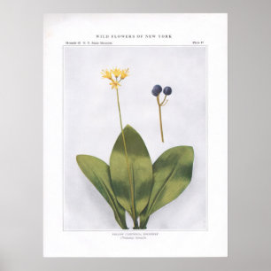 Póster Clintonia Amarilla; Dogberry - Clintonia borealis