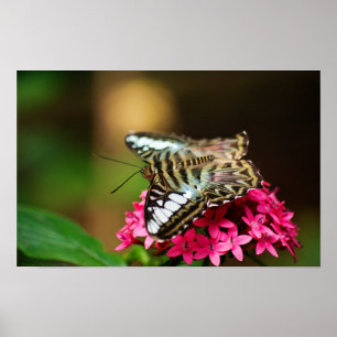 Póster Clipper en Pentas 3 Imprimir
