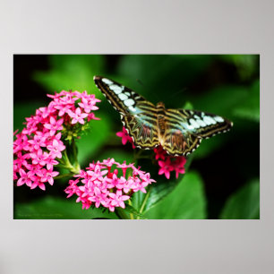 Póster Clipper on Pentas 1 Print