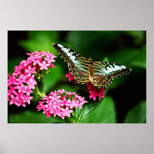 Póster Clipper on Pentas 1 Print (Frente)