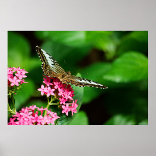 Póster Clipper on Pentas 2 Print