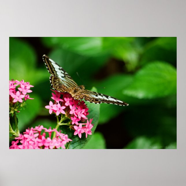 Póster Clipper on Pentas 2 Print (Frente)