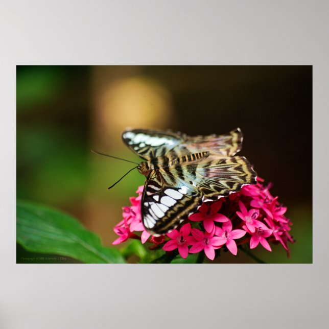 Póster Clipper on Pentas 3 Print (Frente)