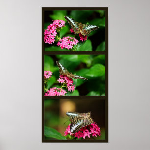 Póster Clipper on Pentas (vertical) Print