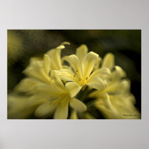 Póster Clivia amarillo