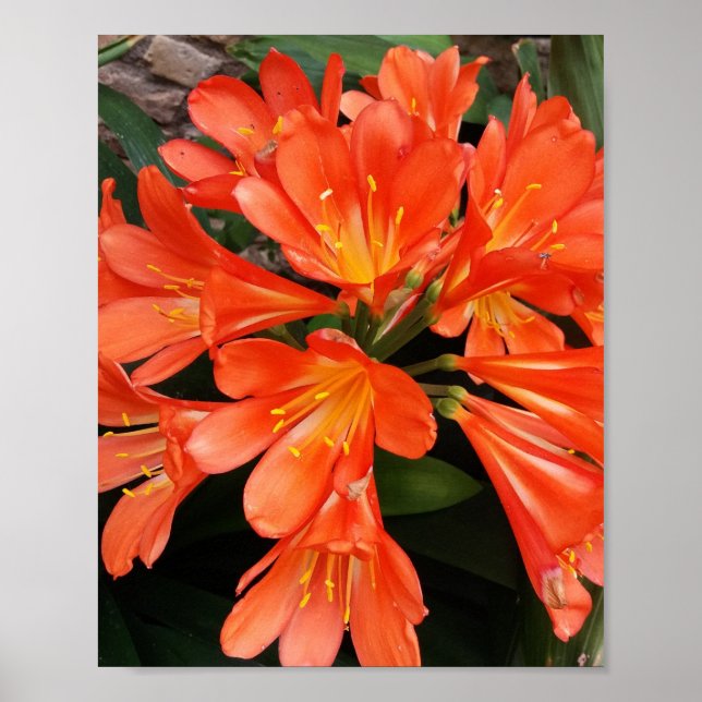 Póster Clivia Miniata - La Naranja hermosa flor (Frente)