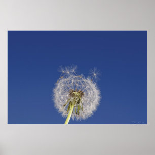 Póster Close-up of a dandelion