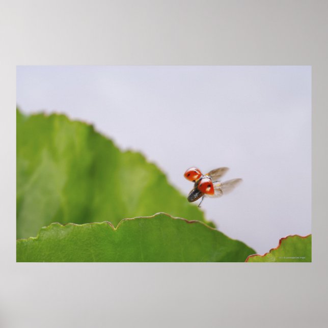 Póster Close-up of a ladybug flying over a leaf (Frente)