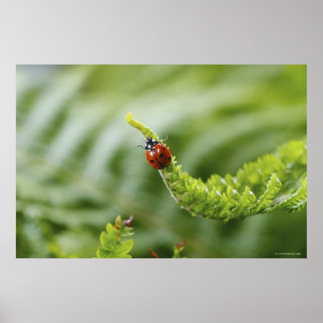 Póster Close-up of a ladybug on a branch (Frente)