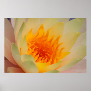 Póster Close-Up Of A Water Lily