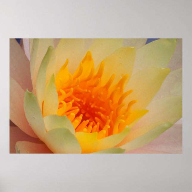 Póster Close-Up Of A Water Lily (Frente)