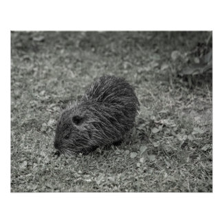 Póster Close-up of baby nutria (Myocastor coypus) on fiel